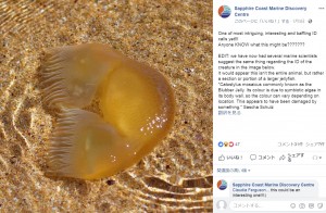 【海外発！Breaking News】海岸で見つかった謎の生物「トランプ米大統領の部分かつらでは？」と話題に（豪）
