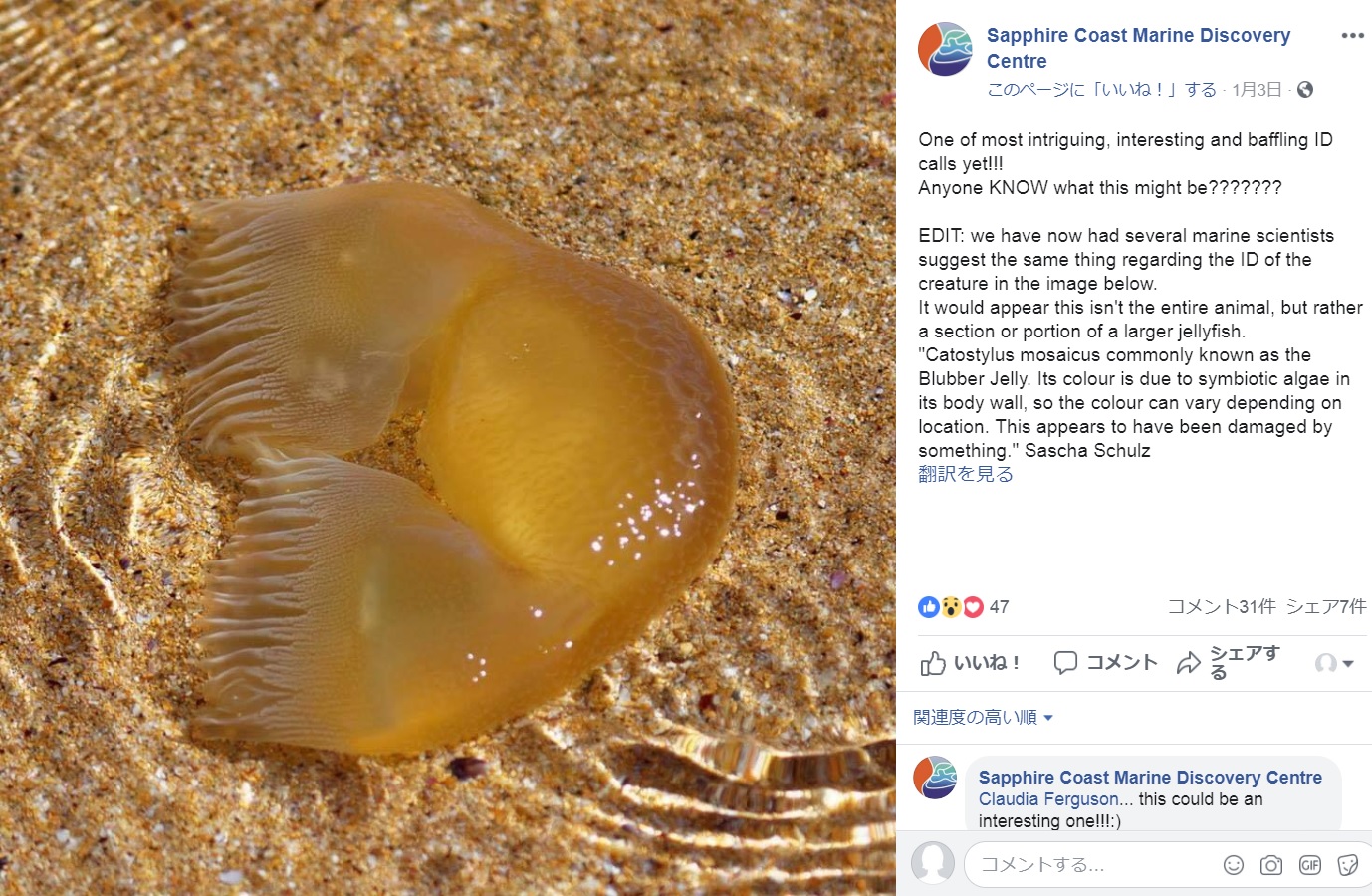 オーストラリアの海岸で見つかった謎の生物（画像は『Sapphire Coast Marine Discovery Centre　2019年1月3日付Facebook「One of most intriguing, interesting and baffling ID calls yet!!!」』のスクリーンショット）