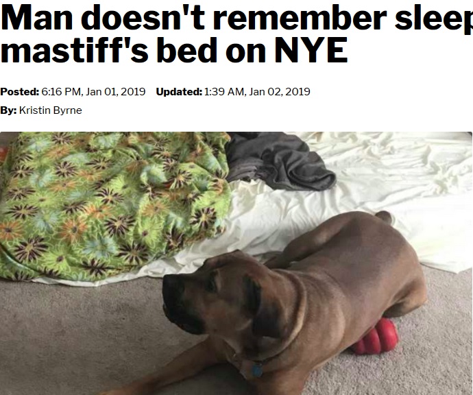 泥酔した男性、起きたらそこは他人宅の犬のベッドだった（画像は『TMJ4 Milwaukee　2019年1月2日付「Man doesn’t remember sleeping in mastiff’s bed on NYE」』のスクリーンショット）