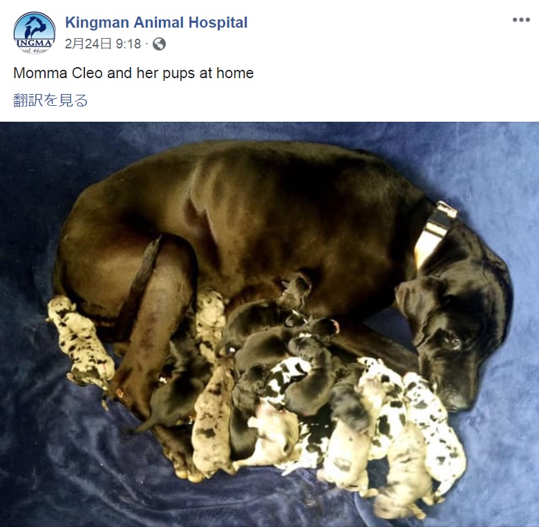 グレート・デーンが元気な子犬を19匹出産（画像は『Kingman Animal Hospital　2019年2月23日付Facebook「Momma Cleo and her pups at home」』のスクリーンショット）