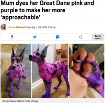 【海外発！Breaking News】「みんなを怖がらせないように」　グレート・デーンをピンクと紫に染めた飼い主（米）