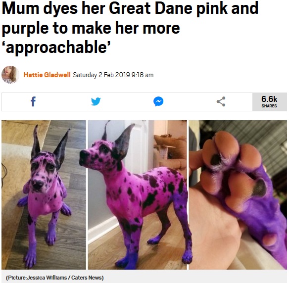 ピンクと紫に染められたグレート・デーン（画像は『Metro　2019年2月2日付「Mum dyes her Great Dane pink and purple to make her more ‘approachable’」（Picture:Jessica Williams / Caters News）』のスクリーンショット）