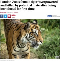【海外発！Breaking News】スマトラトラの雄、繁殖相手の雌を攻撃し死なせる　英ロンドン動物園で