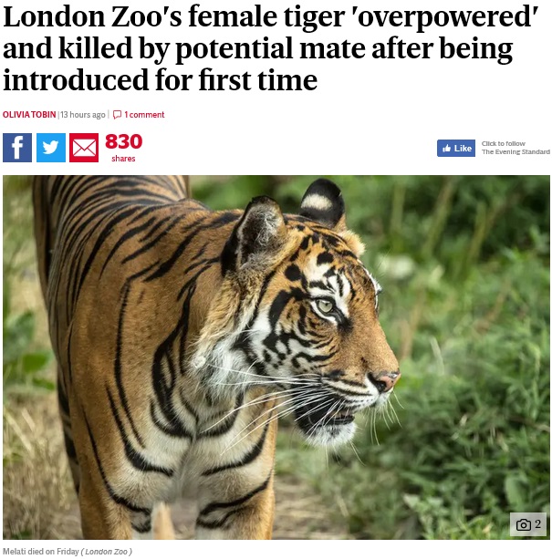 オスに攻撃され命を落としたメスのスマトラトラ（画像は『London Evening Standard　2019年2月8日付「London Zoo’s female tiger ‘overpowered’ and killed by potential mate after being introduced for first time」（London Zoo）』のスクリーンショット）