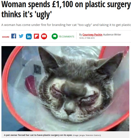 動物病院で整形させられてしまった猫（画像は『Mirror　2019年2月27日付「Woman spends ￡1,100 on plastic surgery for her cat as she thinks it’s ‘ugly’」（Image: Jiangsu Television Station）』のスクリーンショット）
