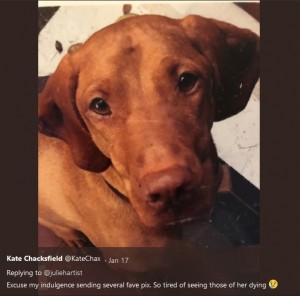 【海外発！Breaking News】キシリトール入りブラウニーを食べたせいで　愛犬を亡くした飼い主が注意喚起（英）