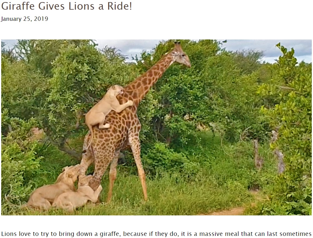 キリンの背にしがみつくライオン（画像は『Real-Time Animal Reports in Kruger ＆ Other National Parks　2019年1月25日付「Giraffe Gives Lions a Ride!」』のスクリーンショット）