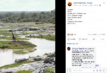 【海外発！Breaking News】川の氾濫で孤立したキリン、3日後に死亡　国立公園局「自然の成り行きに任せた」（南ア）