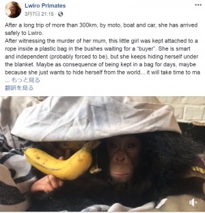 【海外発！Breaking News】チンパンジーの赤ちゃん、毛布に隠れる理由が切なすぎる（コンゴ）＜動画あり＞