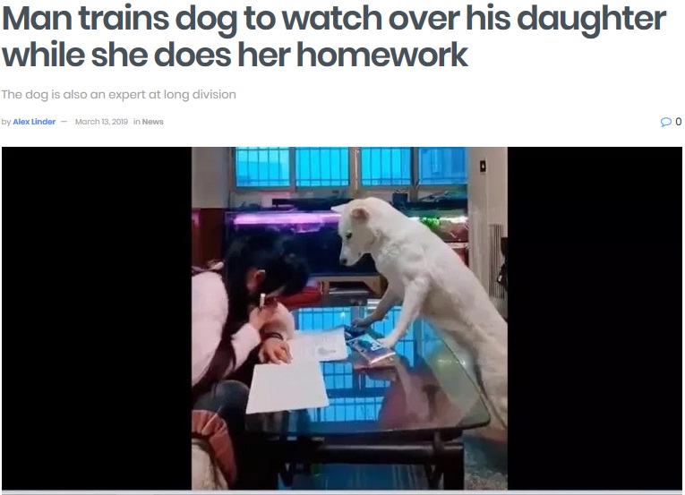 宿題をきちんとするよう、飼い犬が監視（画像は『shanghaiist　2019年3月13日付「Man trains dog to watch over his daughter while she does her homework」（Pear Video）』のスクリーンショット）