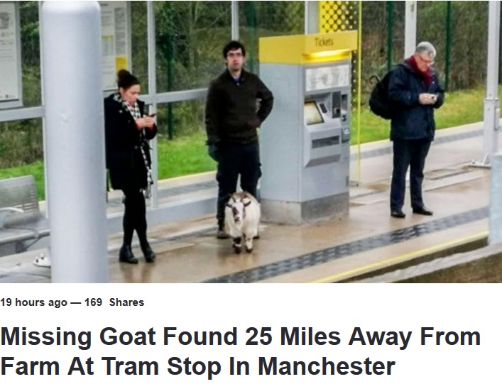 ホームにヤギという異様な光景も周囲はスマホに夢中…（画像は『LADbible　2019年3月17日付「Missing Goat Found 25 Miles Away From Farm At Tram Stop In Manchester」』のスクリーンショット）