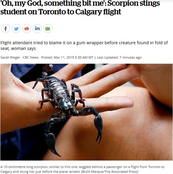 カナダの航空機にサソリが紛れ込む（画像は『CBC.ca　2019年3月11日付「‘Oh, my God, something bit me’: Scorpion stings student on Toronto to Calgary flight」』のスクリーンショット）