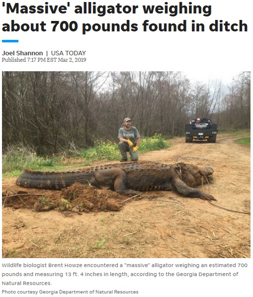 巨大すぎて「フェイク」という声があがったワニ（画像は『USA TODAY　2019年3月2日付「‘Massive’ alligator weighing about 700 pounds found in ditch」（Photo courtesy Georgia Department of Natural Resources）』のスクリーンショット）