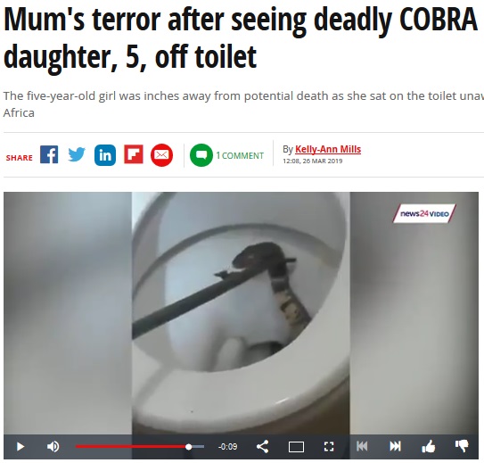 便器の中から猛毒のコブラが顔を出す（画像は『Mirror　2019年3月26日付「Mum’s terror after seeing deadly COBRA when she lifted daughter, 5, off toilet」』のスクリーンショット）