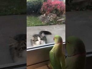 【海外発！Breaking News】窓の外にいる猫に「いないいないばぁ」を続けるインコ（ニュージーランド）＜動画あり＞