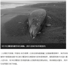 【海外発！Breaking News】打ち上げられたクジラの胃にビニール袋　お腹には赤ちゃんも（台湾）