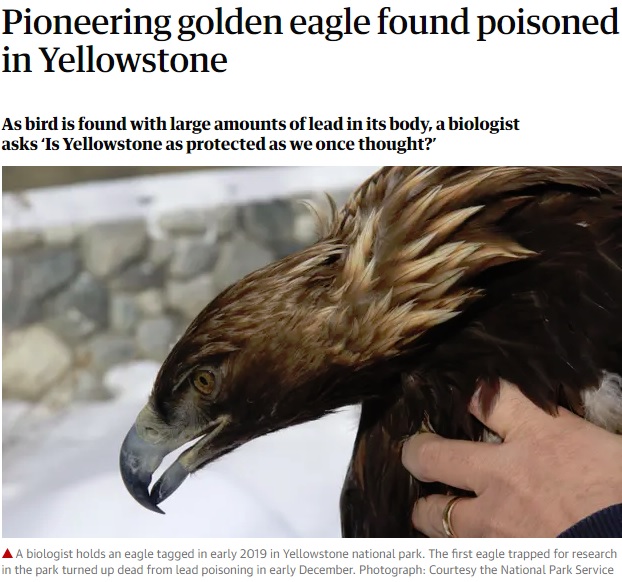 鉛中毒により希少なワシの命が奪われる（画像は『The Guardian　2019年4月16日付「Pioneering golden eagle found poisoned in Yellowstone」（Photograph: Courtesy the National Park Service）』のスクリーンショット）