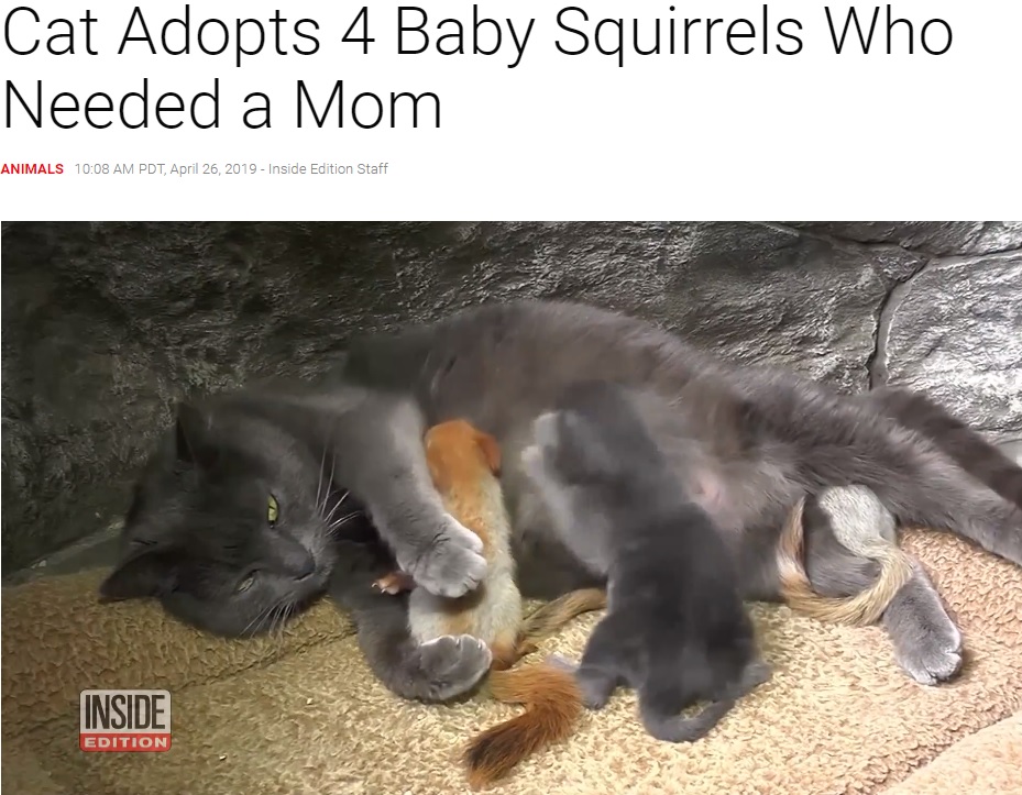 子ネコと孤児のリスに母乳を与える母ネコ（画像は『Inside Edition　2019年4月26日付「Cat Adopts 4 Baby Squirrels Who Needed a Mom」』のスクリーンショット）