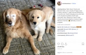 【海外発！Breaking News】盲目の老犬をそばで支える生後4か月の仔犬　「2頭はいつも一緒」（米）