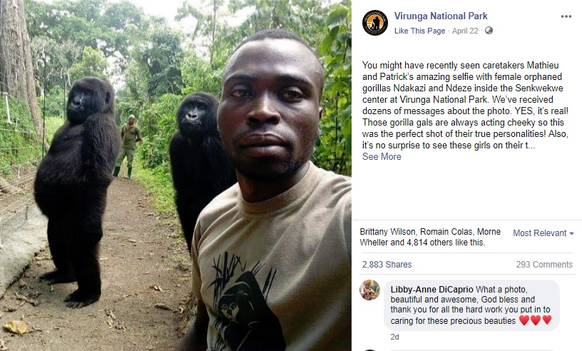 2頭のゴリラと親代わりの飼育員でファミリーフォト（画像は『Virunga National Park　2019年4月22日付Facebook「You might have recently seen caretakers Mathieu and Patrick’s amazing selfie with female orphaned gorillas Ndakazi and Ndeze inside the Senkwekwe center at Virunga National Park.」』のスクリーンショット）