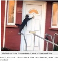 【海外発！Breaking News】玄関のドアをノックする礼儀正しいネコ（英）＜動画あり＞