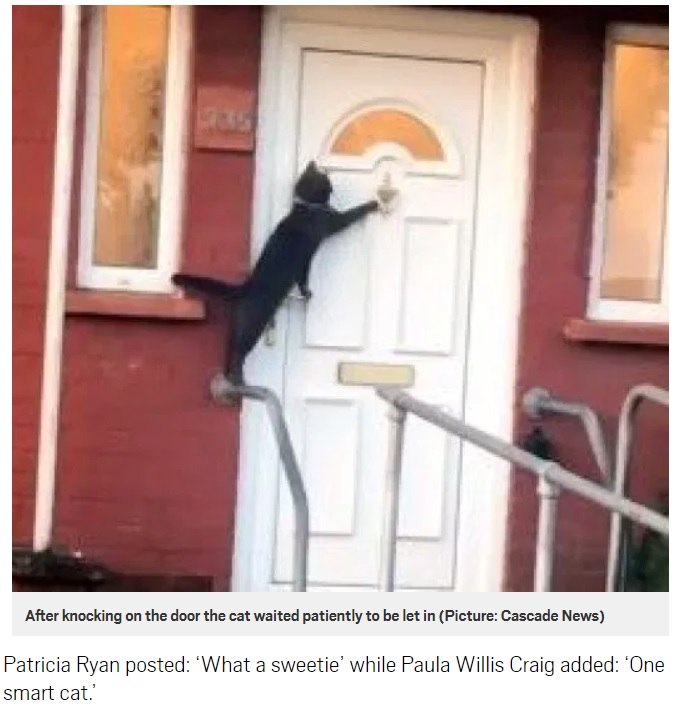 ドアをノックする礼儀正しいネコ（画像は『Metro　2019年4月28日付「‘Britain’s politest cat’ filmed knocking on owner’s door」（Picture: Cascade News）』のスクリーンショット）