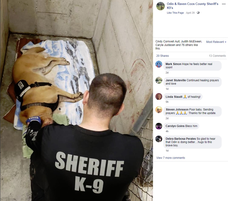 手当てを受ける警察犬（画像は『Odin ＆ Raven Coos County Sheriff’s K9’s　2019年4月20日付Facebook』のスクリーンショット）