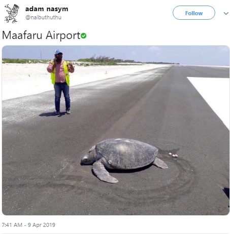 新空港で産卵したカメ（画像は『adam nasym　2019年4月9日付Twitter「Maafaru Airport」』のスクリーンショット）