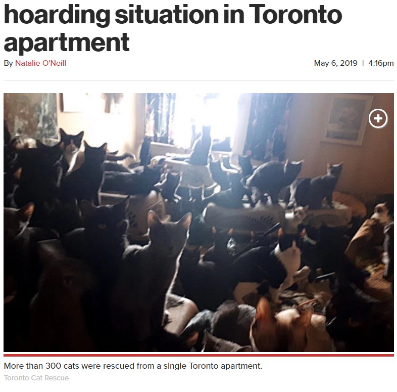300匹以上の猫がアパートに！（画像は『New York post　2019年5月6日付「Over 300 cats saved from hoarding situation in Toronto apartment」（Toronto Cat Rescue）』のスクリーンショット）