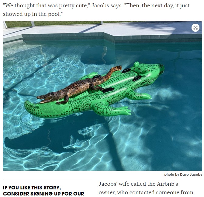 ワニ型の浮き輪の上で寛ぐ本物のワニ（画像は『Miami New Times　2019年5月20日付「Vacationers Find Alligator Lounging on Alligator Pool Float at Their Miami Airbnb」（photo by Dave Jacobs）』のスクリーンショット）
