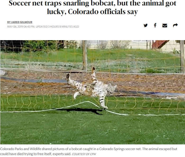 サッカーネットに絡まってしまったボブキャット（画像は『The Wichita Eagle　2019年5月6日付「Soccer net traps snarling bobcat, but the animal got lucky, Colorado officials say」（COURTESY OF CPW）』のスクリーンショット）