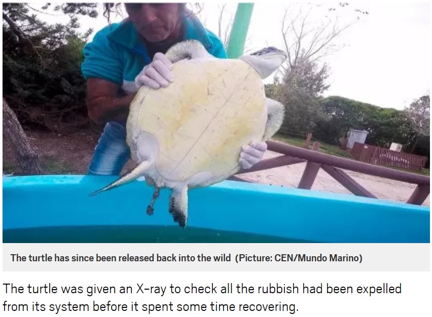 保護されたアオウミガメ（画像は『Metro　2019年5月13日付「Turtle poos plastic after swimming in ocean filled with rubbish」（Picture: CEN/Mundo Marino）』のスクリーンショット）
