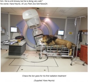 【海外発！Breaking News】皮膚がんのライオン、一般病院で放射線治療受ける（南ア）