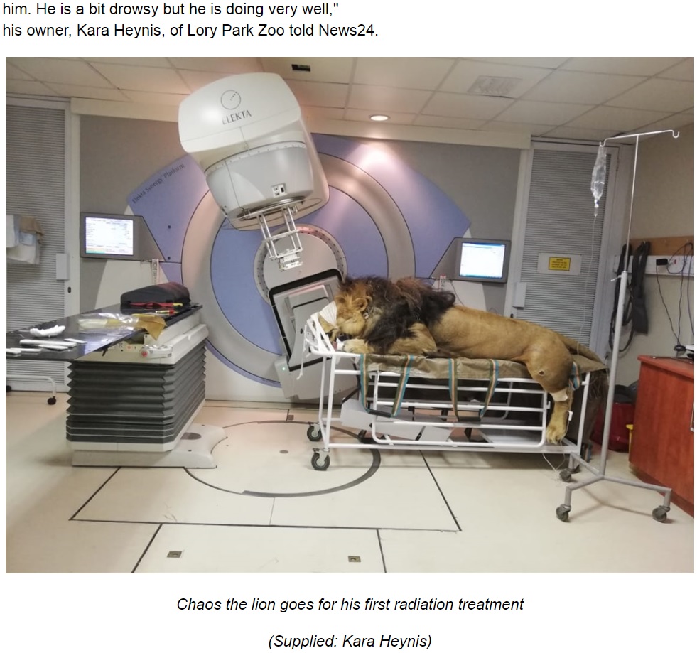 放射線治療を受けるライオン（画像は『News24　2019年5月7日付「PICS: Lion, named Chaos, goes for his first radiation session for skin cancer at Tshwane clinic」（Supplied: Kara Heynis）』のスクリーンショット）