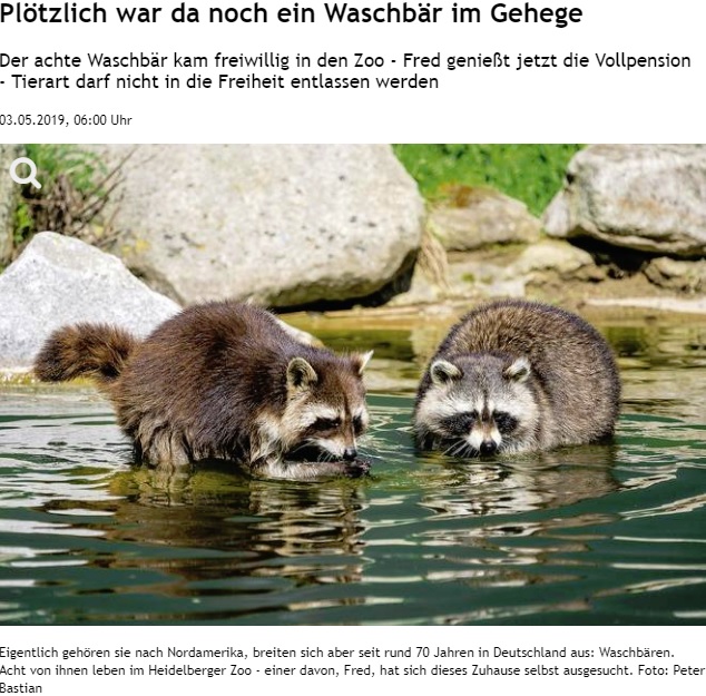 自ら動物園にやって来たアライグマ（画像は『Rhein Neckar Zeitung　2019年5月3日付「Plötzlich war da noch ein Waschbär im Gehege」（Foto: Peter Bastian）』のスクリーンショット）