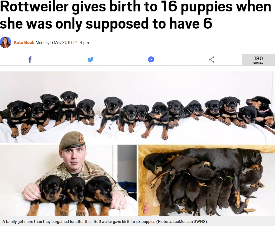 16匹の赤ちゃんが産まれる！（画像は『Metro　2019年5月6日付「Rottweiler gives birth to 16 puppies when she was only supposed to have 6」（Picture: LeeMcLean SWNS）』のスクリーンショット）