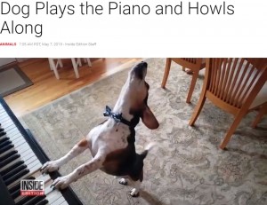 【海外発！Breaking News】ピアノを弾いて歌う犬“バディ・マーキュリー”　フレディに負けないパフォーマンス（米）＜動画あり＞