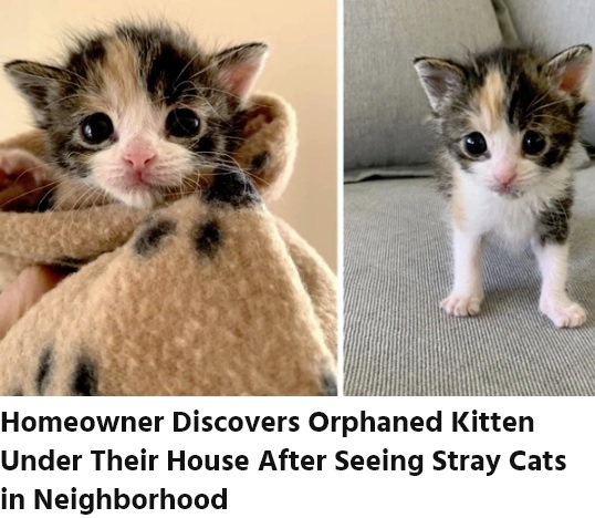 生後3週になりずいぶん大きくなった仔猫（画像は『Love Meow　2019年4月26日付「Homeowner Discovers Orphaned Kitten Under Their House After Seeing Stray Cats in Neighborhood」』のスクリーンショット）