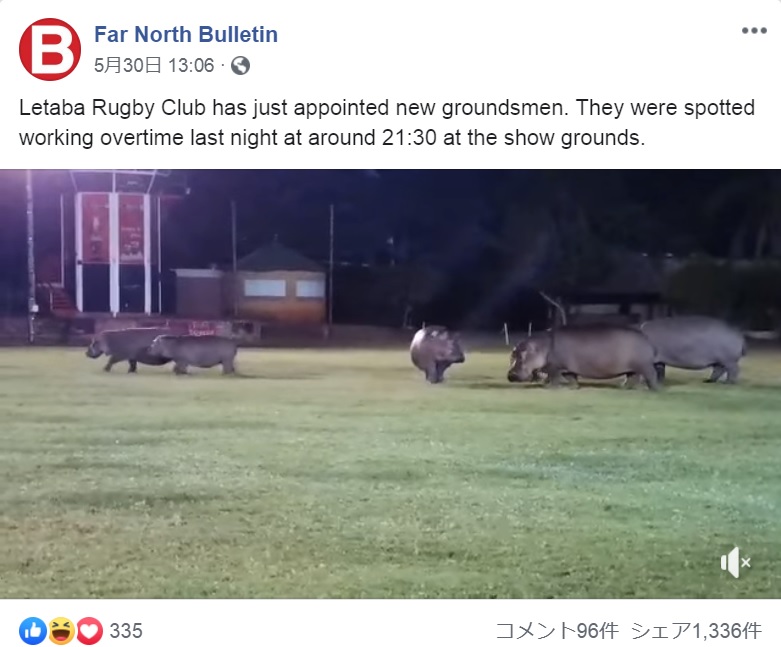 カバのラグビーチーム!?（画像は『Far North Bulletin　2019年5月30日付Facebook「Letaba Rugby Club has just appointed new groundsmen.」』のスクリーンショット）
