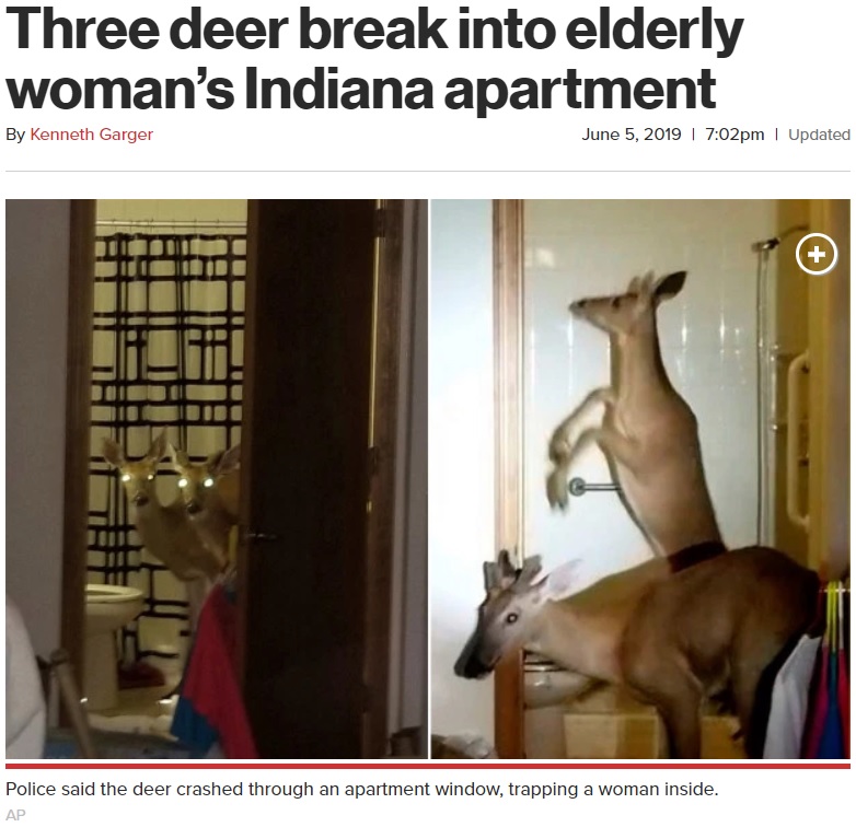 室内でやりたい放題の鹿（画像は『New York Post　2019年6月5日付「Three deer break into elderly woman’s Indiana apartment」（AP）』のスクリーンショット）