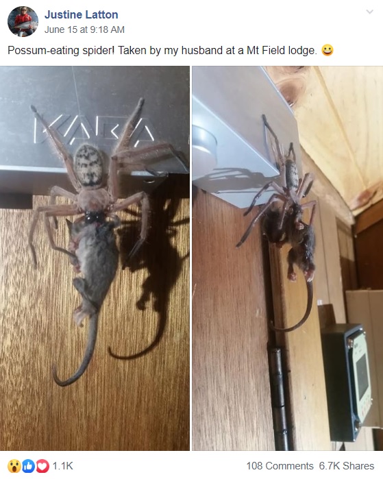 ピグミーポッサムが巨大クモの餌食に（画像は『Justine Latton　2019年6月15日付Facebook「Possum-eating spider! Taken by my husband at a Mt Field lodge.」』のスクリーンショット）