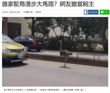 【海外発！Breaking News】ペットのダチョウが脱走　時速70キロで車道を駆け抜ける（台湾）