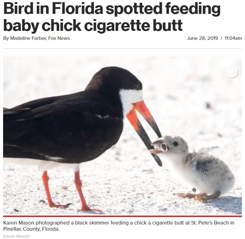 餌と勘違いしてタバコの吸い殻をひなに与える親鳥（画像は『New York Post　2019年6月28日付「Bird in Florida spotted feeding baby chick cigarette butt」（Karen Mason）』のスクリーンショット）
