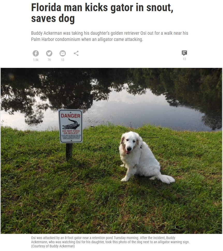 ワニに襲われた犬、幸いにも怪我はなく（画像は『Tampa Bay Times　2019年7月12日付「Florida man kicks gator in snout, saves dog」（Courtesy of Buddy Ackerman）』のスクリーンショット）