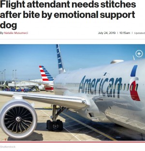 【海外発！Breaking News】アメリカン航空CA、セラピー犬に噛まれ左手を5針縫う怪我
