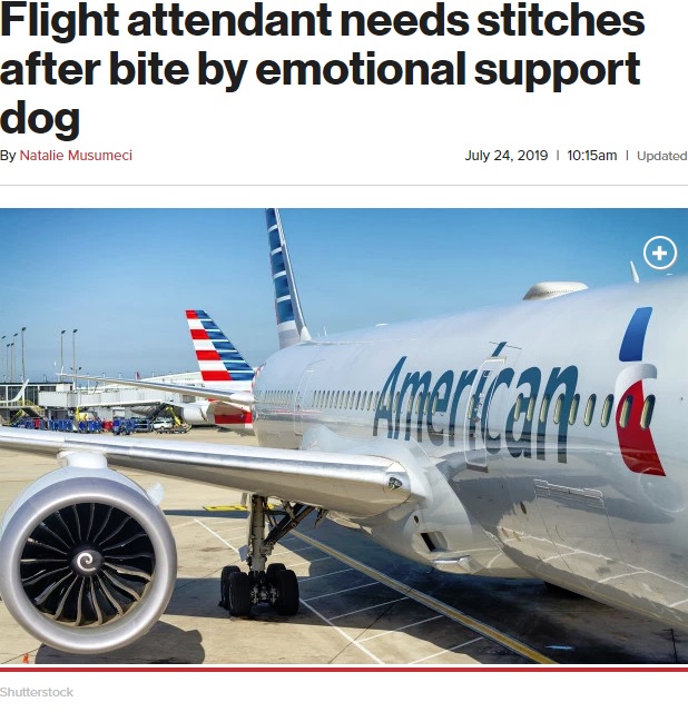 客室乗務員がセラピー犬に噛まれる事故があったアメリカン航空（画像は『New York Post　2019年7月24日付「Flight attendant needs stitches after bite by emotional support dog」（Shutterstock）』のスクリーンショット）