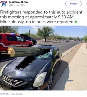 【海外発！Breaking News】巨大サボテンがフロントガラスを突き破る　ドライバーは軽傷（米）