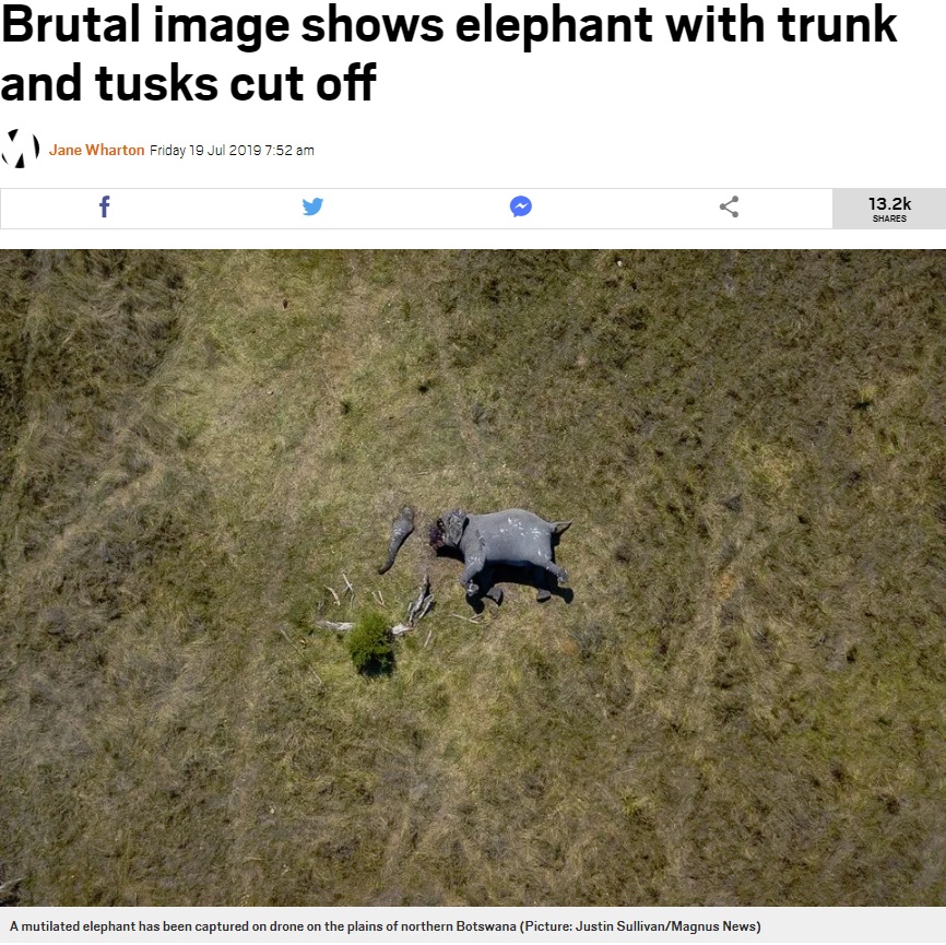 ドローンで撮影されたゾウ（画像は『Metro　2019年7月19日付「Brutal image shows elephant with trunk and tusks cut off」（Picture: Justin Sullivan/Magnus News）』のスクリーンショット）