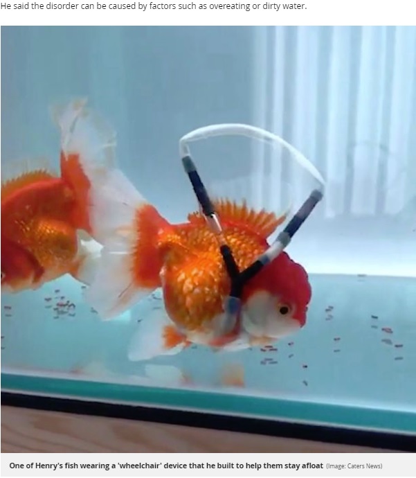 補助具の“車椅子”をつけて泳ぐ金魚（画像は『Mirror　2019年7月18日付「Kind-hearted fish lover gives sick goldfish watery wheelchair to help keep it afloat」（Image: Caters News）』のスクリーンショット）