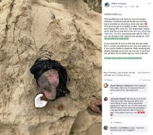 【海外発！Breaking News】「病気で手に負えない」と砂浜に生き埋めにされた犬　救助され徐々に回復へ（ハワイ）